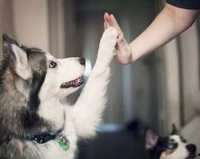 冬季宠物爆料视频大全集,宠物爆料视频大全集精彩回顾 第1张 冬季宠物爆料视频大全集,宠物爆料视频大全集精彩回顾 第1张